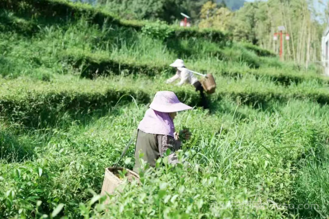 永新：秋茶采摘正当时 茶农旅结合促振兴图3