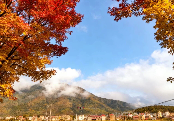 永新:秋染田园金浪涌