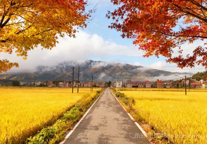 永新：秋染田园金浪涌