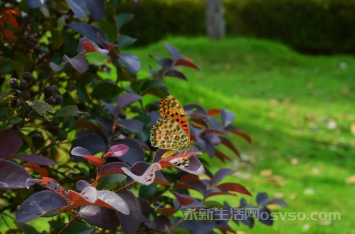永新：秋叶泛黄时 蝴蝶落枝梢